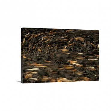 Domestic Cattlebeing Herded By Chagra Cowboys At A Hacienda Wall Art - Canvas - Gallery Wrap