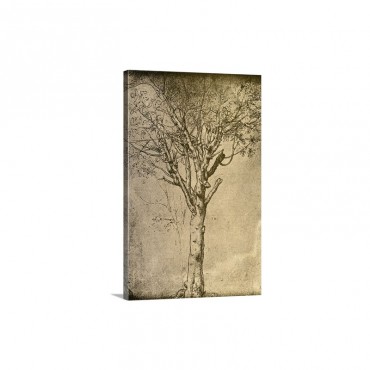 Drawing Of A Tree By Leonardo Da Vinci Wall Art - Canvas - Gallery Wrap