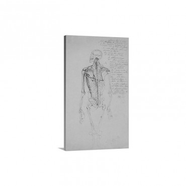 Drawing Of A Man's Skeleton Wall Art - Canvas - Gallery Wrap