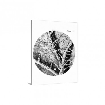 Drawing Of Nettle From Hooke's Micrographia Wall Art - Canvas - Gallery Wrap