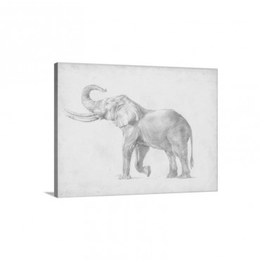 Elephant Sketch I Wall Art - Canvas - Gallery Wrap