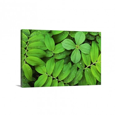 Eurasian Solomon's Seal Detail Of Leaves Medicinal Plant Europe Wall Art - Canvas - Gallery Wrap