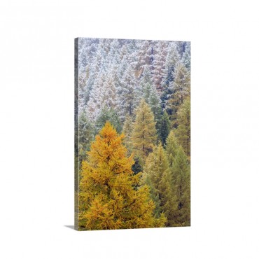 European Larch Snowy Forest In Autumn Alps Switzerland Wall Art - Canvas - Gallery Wrap