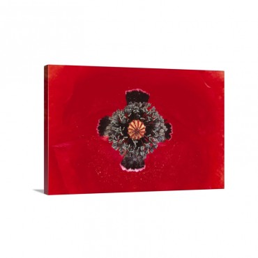 European Red Poppy Papaver Rhoeas Close Up Of Pistil And Stamen Europe Wall Art - Canvas - Gallery Wrap