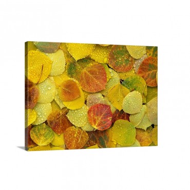 Fallen Autumn Colored Aspen Leaves On The Ground Covered In Dew Droplets Colorado Wall Art - Canvas - Gallery Wrap