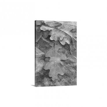 Fallen Autumn Colored Oak Leaves Frozen On The Ground Wall Art - Canvas - Gallery Wrap