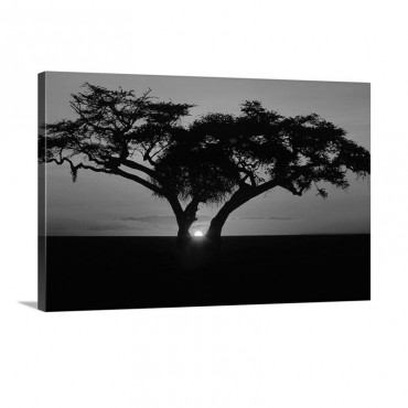 Fig Tree Silhouetted At African Dawn Kenya Africa Wall Art - Canvas - Gallery Wrap