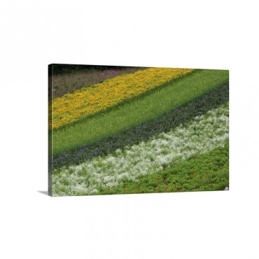 Flower Crops On Hillside Hokkaido Japan Wall Art - Canvas - Gallery Wrap