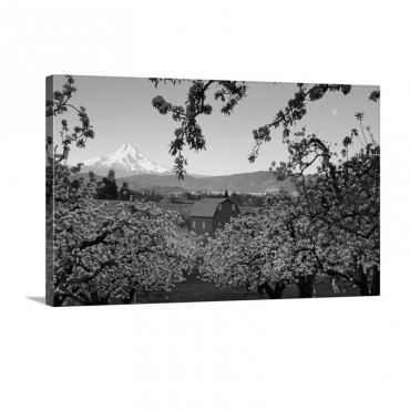 Flowering Apple Trees Distant Barn And Mount Hood Sunrise Oregon Wall Art - Canvas - Gallery Wrap