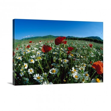 Flowering Meadow With Chamomile Italy Wall Art - Canvas - Gallery Wrap