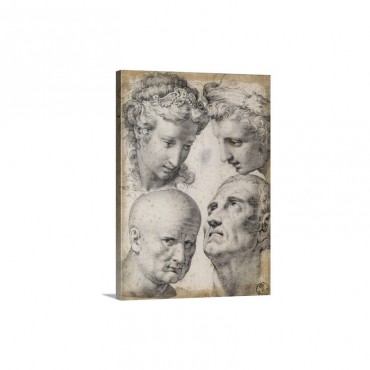 Four Studies Of The Head By Francesco Morandini 1571 Drawing Wall Art - Canvas - Gallery Wrap