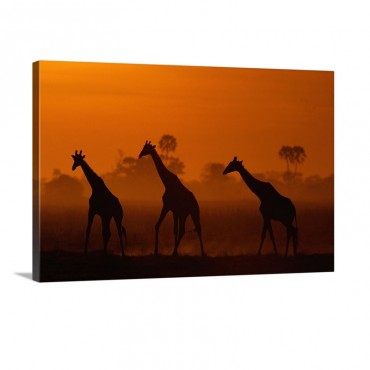 Giraffes At Twilight Africa Wall Art - Canvas - Gallery Wrap