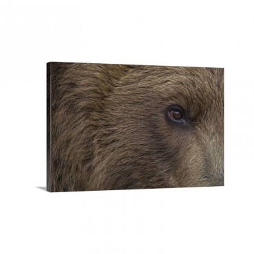 Grizzly Bear Face Lake Clark National Park Alaska Wall Art - Canvas - Gallery Wrap