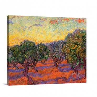 Grove Of Olive Trees Wall Art - Canvas - Gallery Wrap