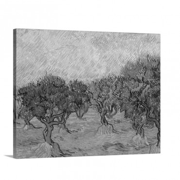 Grove Of Olive Trees Wall Art - Canvas - Gallery Wrap