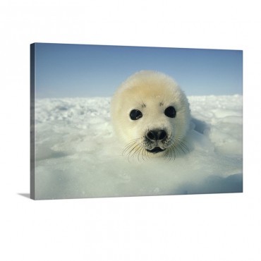 Harp Seal Pup Gulf Of St Lawrence Canada Wall Art - Canvas - Gallery Wrap