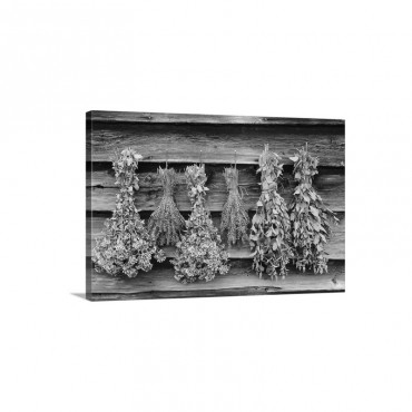 Herbs Drying Upside Down Wall Art - Canvas - Gallery Wrap