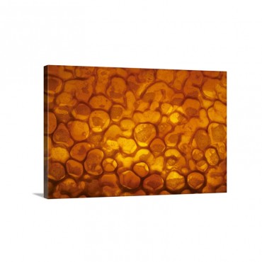 Honey Bee Apis Mellifera Honeycomb Cells Filled With Honey And Covered By Wax Wall Art - Canvas - Gallery Wrap