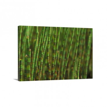 Horsetail Equisetum Sp Stand In A Swamp Jasmund National Park Ruegen Germany Wall Art - Canvas - Gallery Wrap