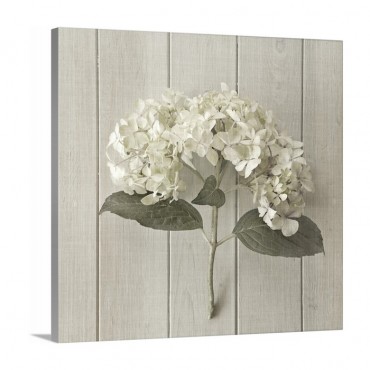 Hydrangea On Wood