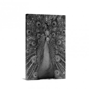 Indian Peafowl Male In Full Display Wall Art - Canvas - Gallery Wrap