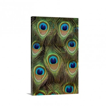 Indian Peafowl Male Tail Feathers Native To Asia Wall Art - Canvas - Gallery Wrap