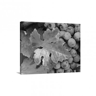 Italy Grapes Wall Art - Canvas - Gallery Wrap