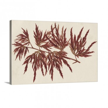 Japanese Maple Leaves I V Wall Art - Canvas - Gallery Wrap