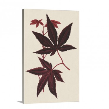 Japanese Maple Leaves I Wall Art - Canvas - Gallery Wrap