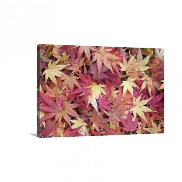 Japanese Maple Leaves In Autumn Hessen Germany Wall Art - Canvas - Gallery Wrap
