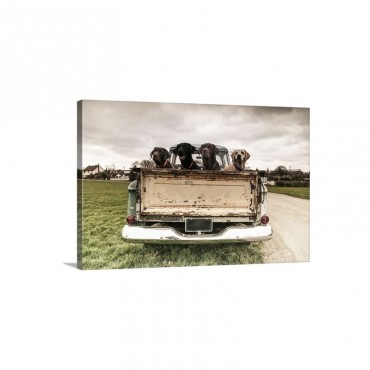 Labrador Dogs In The Back Of A Vintage Truck Wall Art - Canvas - Gallery Wrap