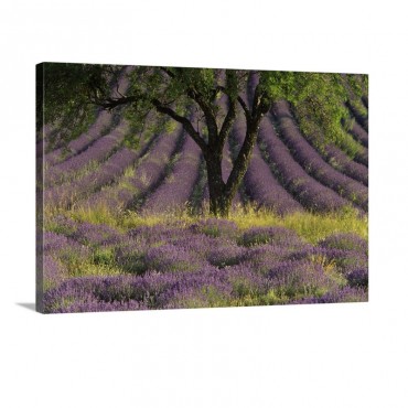 Lavender Divine Wall Art - Canvas - Gallery Wrap