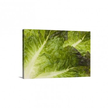 Lettuce Wall Art - Canvas - Gallery Wrap