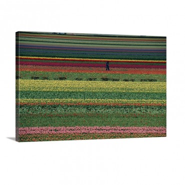 Living Rainbow A Man Helps Tend Six Million Tulips At Keukenhof In The Netherlands Wall Art - Canvas - Gallery Wrap