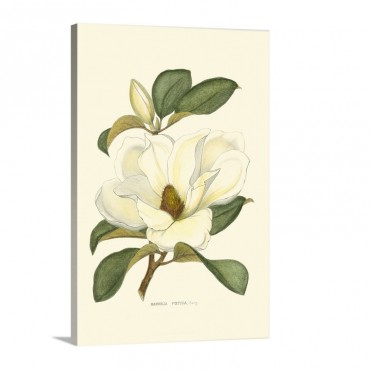 Magnolia Wall Art - Canvas - Gallery Wrap
