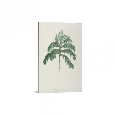 Maraqua From Forty One Botanical Drawings With Notes Wall Art - Canvas - Gallery Wrap