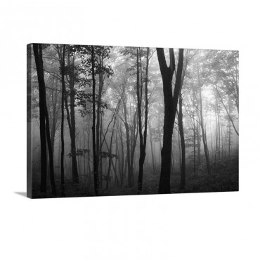Misty Forest In Autumn Wall Art - Canvas - Gallery Wrap