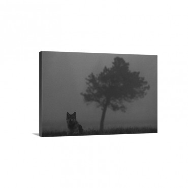 Misty View Of A Gray Wolf Sitting Near A Tree Yellowstone National Park Wyoming Wall Art - Canvas - Gallery Wrap