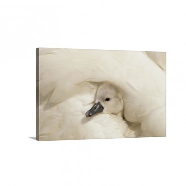 Mute Swan Cygnus Olor Cygnet Under Its Parent's Wing Europe Wall Art - Canvas - Gallery Wrap