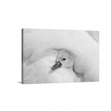 Mute Swan Cygnus Olor Cygnet Under Its Parent's Wing Europe Wall Art - Canvas - Gallery Wrap