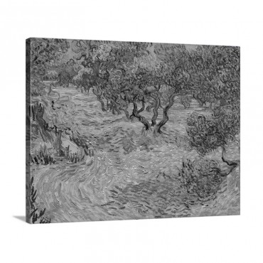 Olive Orchard 1889 Wall Art - Canvas - Gallery Wrap