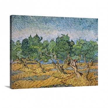 Olive Orchard Violet Soil Wall Art - Canvas - Gallery Wrap