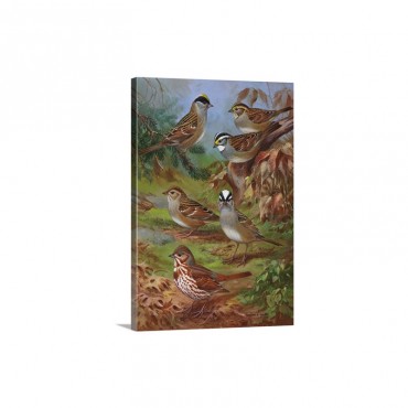 Painting Illustrates Various Sparrows Wall Art - Canvas - Gallery Wrap
