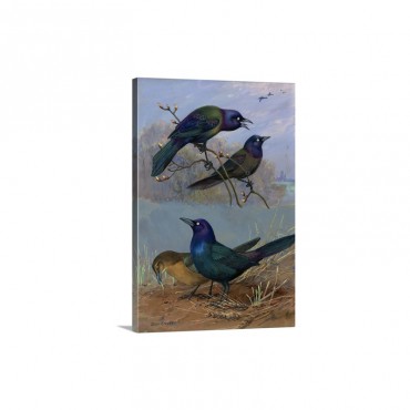 Painting Of Purple Grackles And Boat Tailed Grackles Wall Art - Canvas - Gallery Wrap