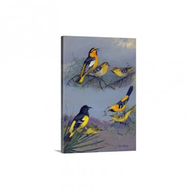 Painting Of Several Oriole Species Wall Art - Canvas - Gallery Wrap