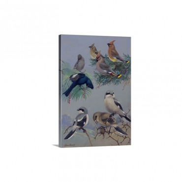 Painting Of Songbirds Including Shrikes Waxwings And Phainopeplas Wall Art - Canvas - Gallery Wrap