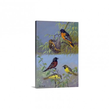Painting Of Two Different Oriole Species And Their Families Wall Art - Canvas - Gallery Wrap