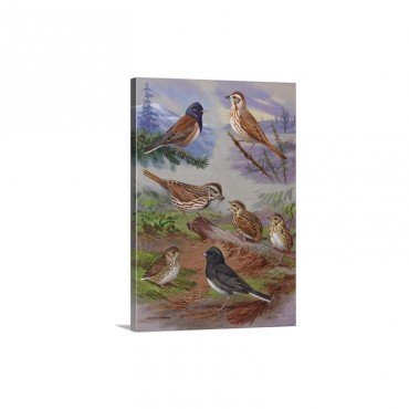 Painting Shows Various Sparrows And Juncos Wall Art - Canvas - Gallery Wrap