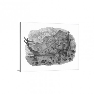 Pencil Drawing Of Hesperosaurus Mjosi Wall Art - Canvas - Gallery Wrap