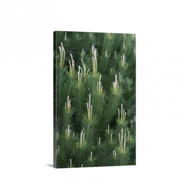 Pine Spring Growth Santa Cruz Monterey Bay California Wall Art - Canvas - Gallery Wrap
